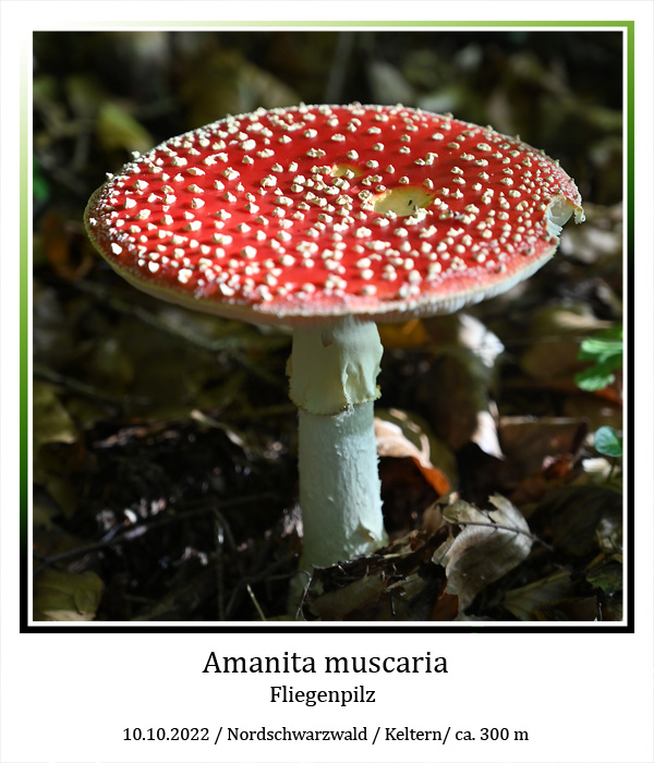 Amanita-muscaria-01.jpg
