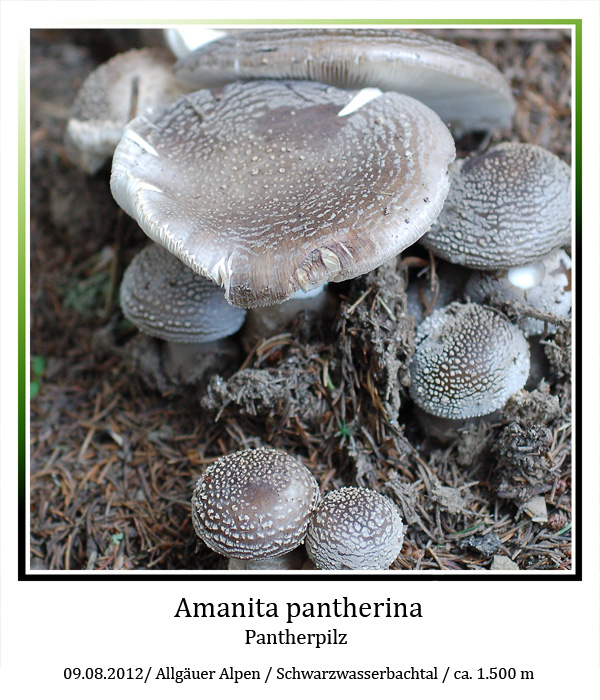 Amanita-pantherina-01.jpg