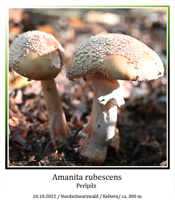Amanita-rubescens-01.jpg