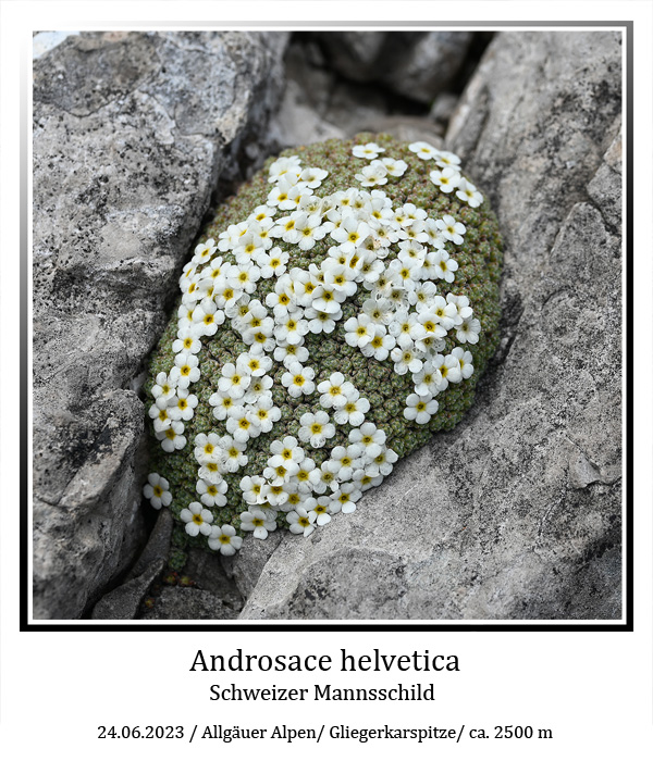Androsace-helvetica-02.jpg