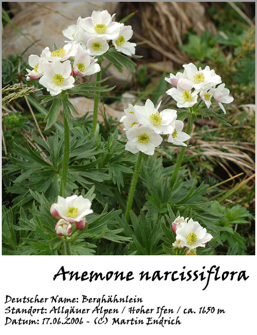 Anemone_narcissiflora_01.jpg