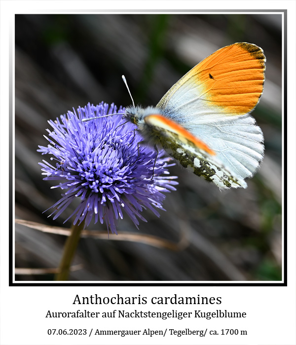 Anthocharis-cardamines-01.jpg