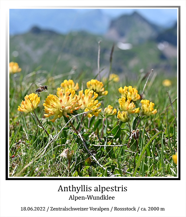 Anthyllis-alpestris-01-web.jpg