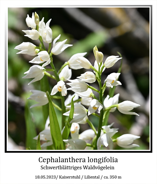 Cephalanthera-longifolia-01.jpg