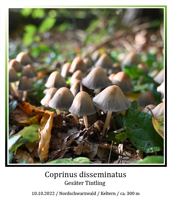 Coprimus-disseminatus-01.jpg