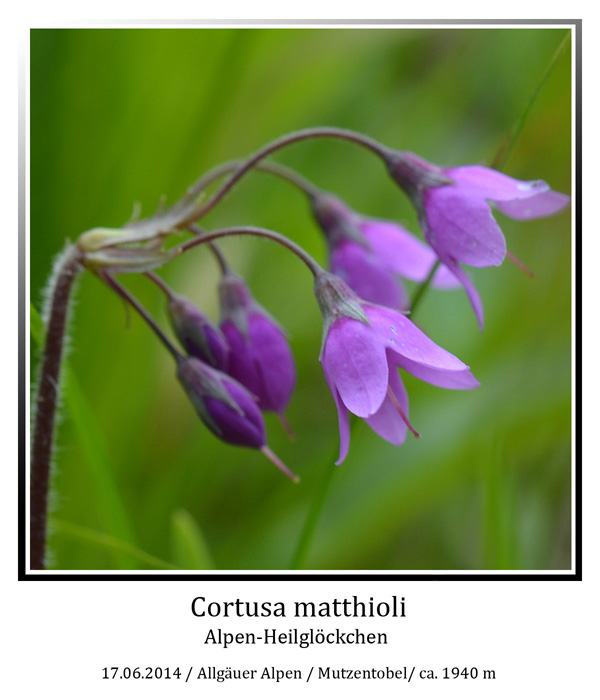 Cortusa-matthioli-01.jpg