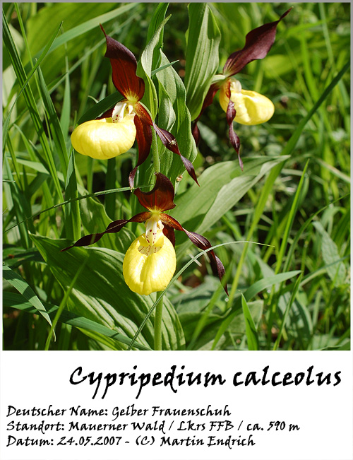 Cypripedium_calceolus_07.jpg