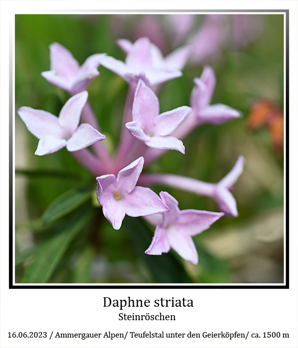 Daphne-striata-01.jpg