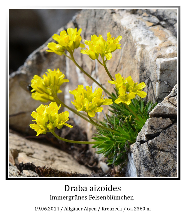 Draba-aizoides-01.jpg