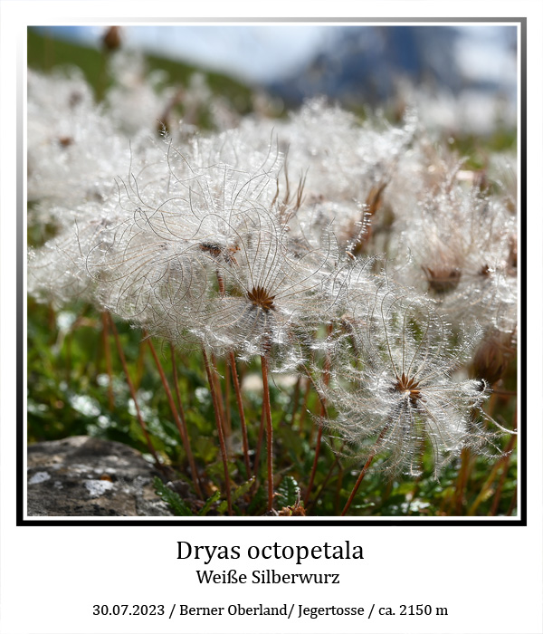 Dryas-octopetala-01.jpg