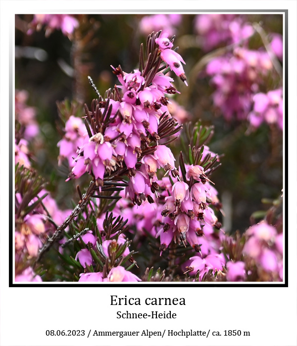 Erica-carnea-01.jpg