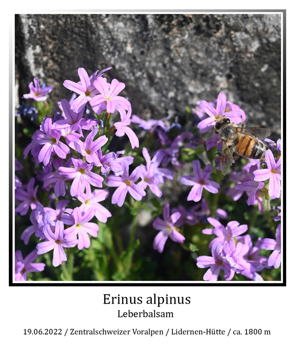 Erinus-alpinus-01_web_1.jpg
