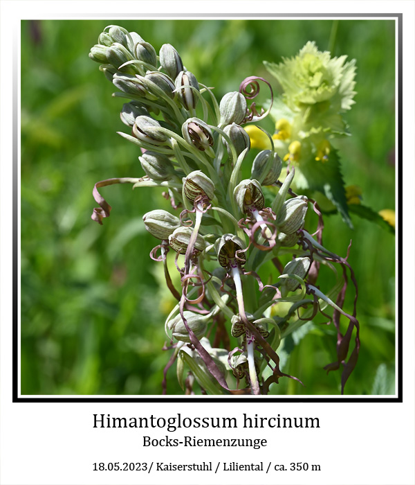 Himantoglossum-01.jpg