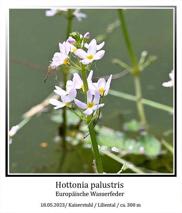 Hottonia-palustris-01.jpg