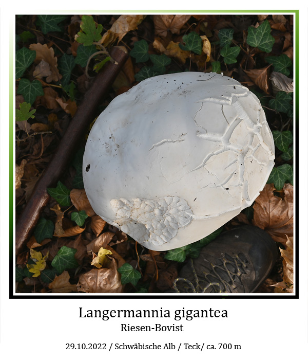 Langermannia-gigantea-01.jpg