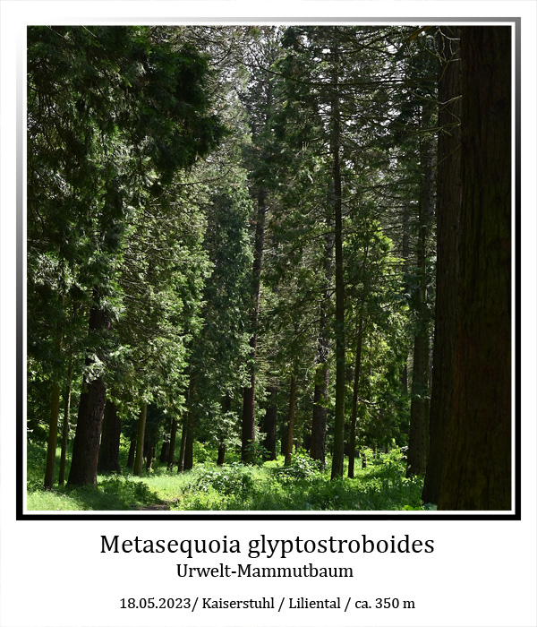 Metasequoia-01.jpg