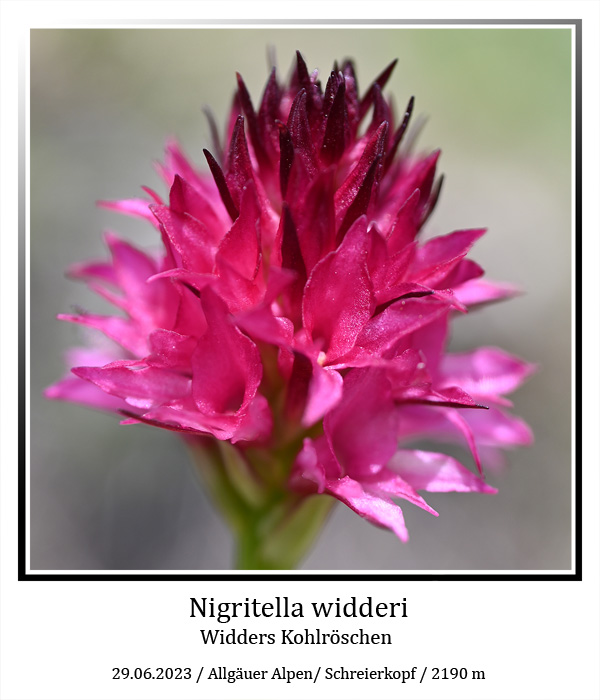 Nigritella-widderi-01.jpg
