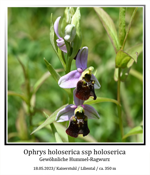 Ophrys-holoserica-01.jpg