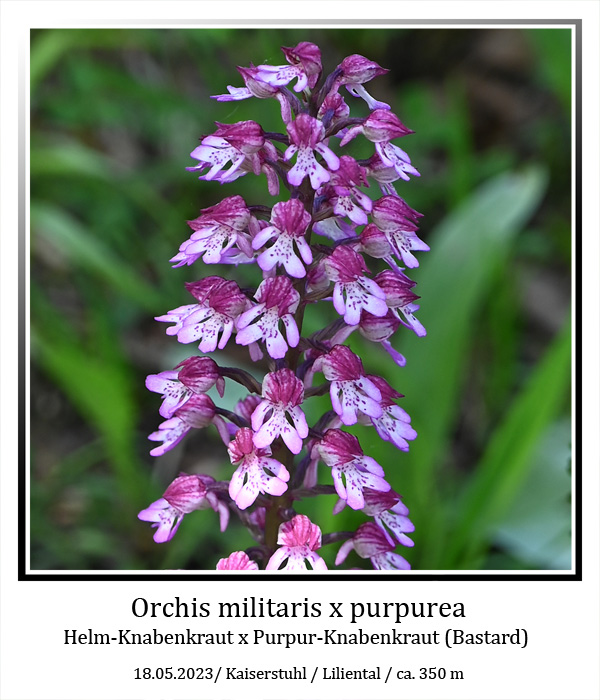 Orchis-militaris-01.jpg