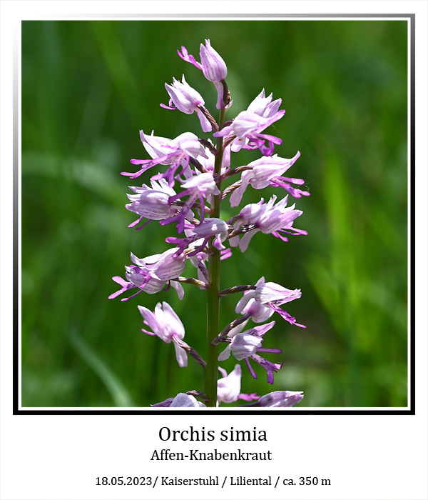 Orchis-simia-01.jpg