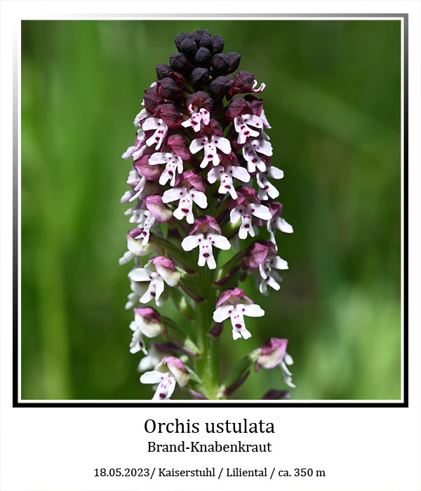 Orchis-ustulata-1.jpg
