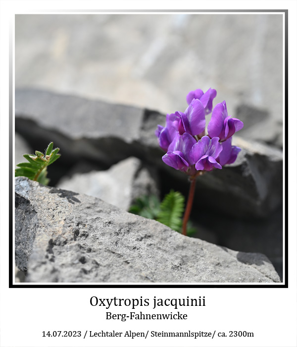 Oxytropis-jaquinii-01.jpg