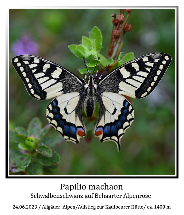 Papilio-machaon-01.jpg