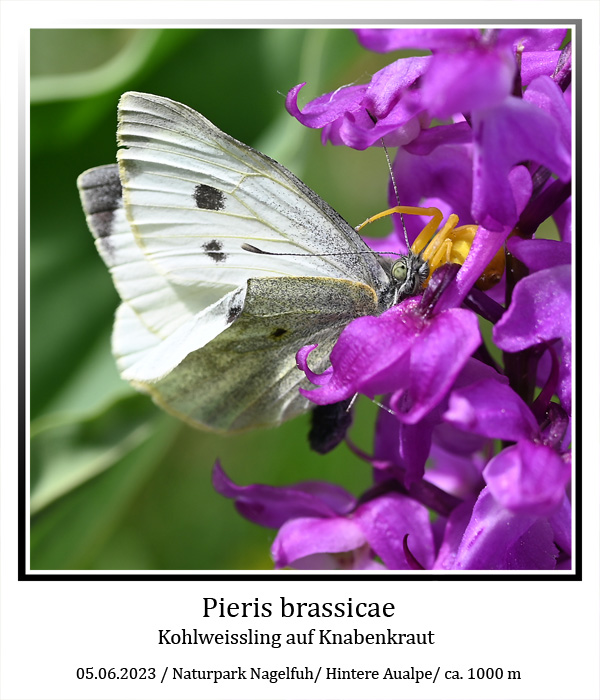 Pieris-brassicae-01.jpg