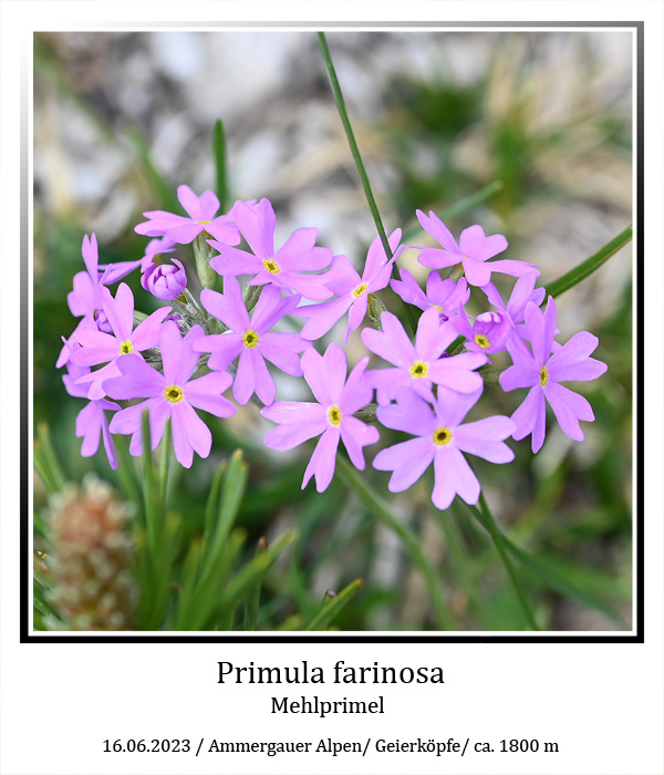 Primula-farinosa-01_001.jpg