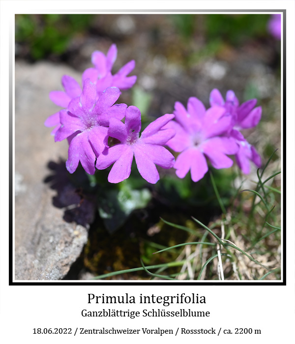 Primula-integrifolia-01-web.jpg
