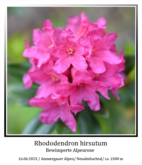 Rhododendron-hirsutum-01.jpg