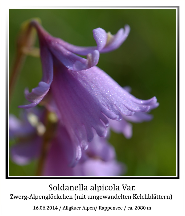 Soldanella-alpicola-var-01.jpg