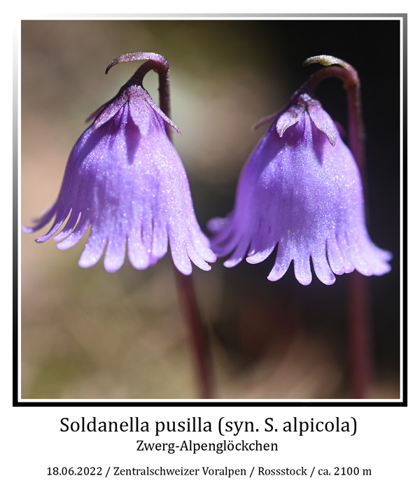 Soldanella-pusilla-1web.jpg