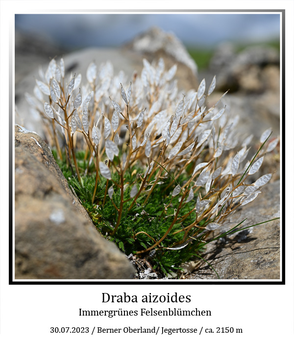 draba-aizoides-02.jpg
