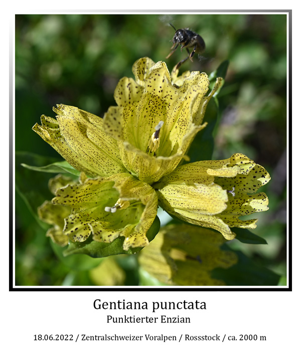gentiana-punctata-1-web.jpg
