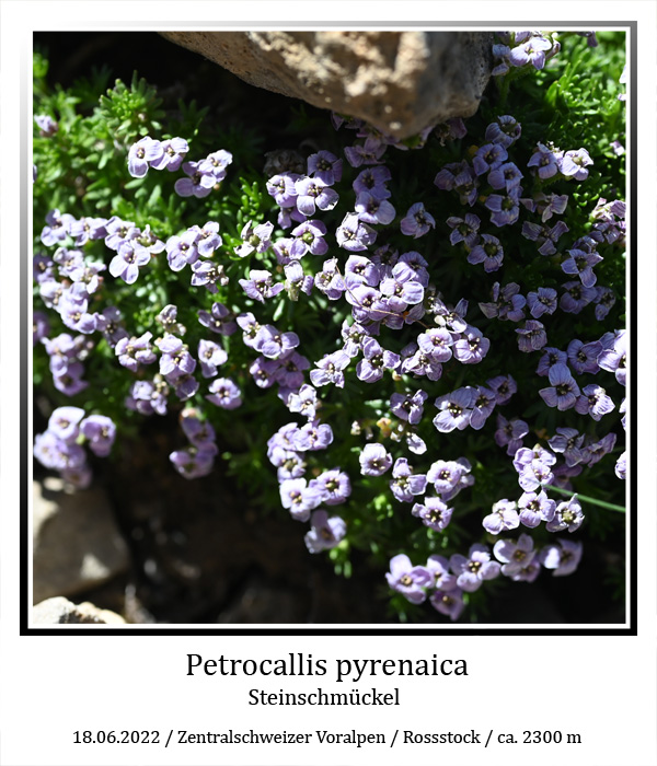 petrocallis-01web.jpg